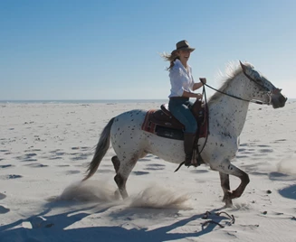 Cavalo Video