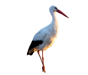 Cegonha